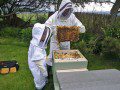 A frame of sealed brood
