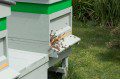 Busy Bees in Clettwr