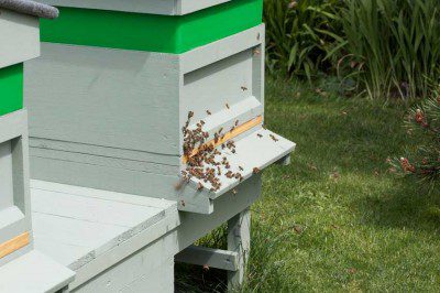 Busy Bees in Clettwr
