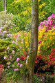 Colourful Garden