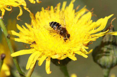 Dandelion Flower