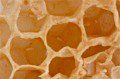 Honey Bee Eggs