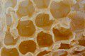Honey Bee Eggs
