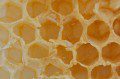 Honey Bee Eggs