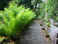 Fernery