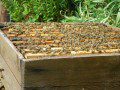 Full Brood Box