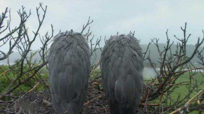 Grey Herons