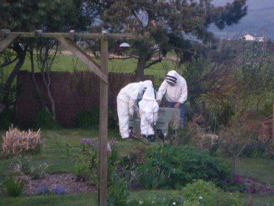 Transferring the nuc to the hive