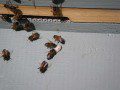 Larvae on Landing Board