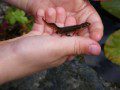 Newt