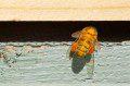 Orange Pollen