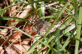 Speckled Wood