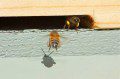 Yellow and Brown Pollen