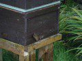 Bees in the Triple Nuc