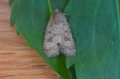 Mottled Rustic