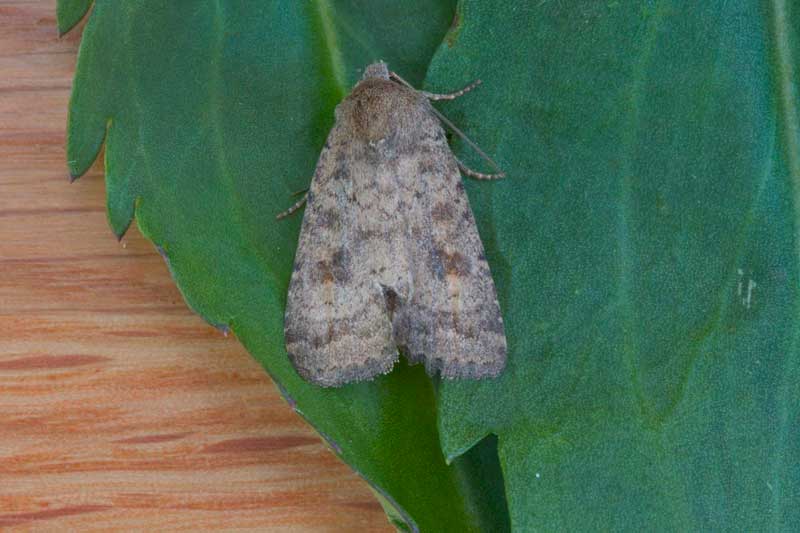 Mottled Rustic