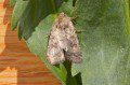 Iridescent Mottled Rustic