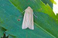 Shore Wainscot