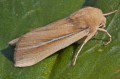 Shore Wainscot