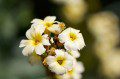 Sisyrinchium