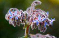Borage