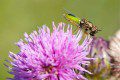 Bug - Soldier Fly?