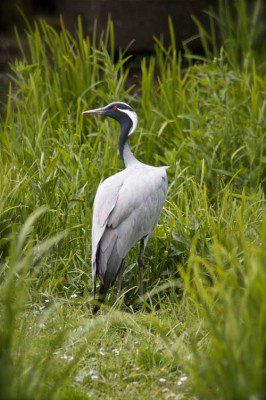 Crane