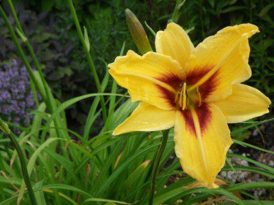 Day Lily