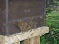 Early Morning Bees