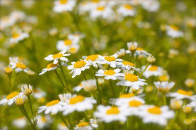 Feverfew