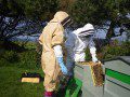 Hive Inspection