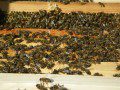 Bees in the Hive