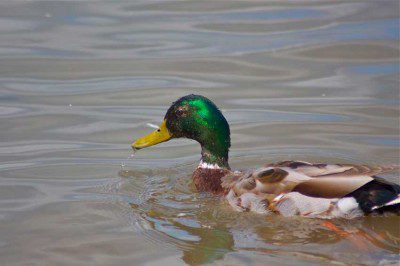 Mallard