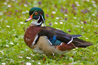 Mandarin Duck