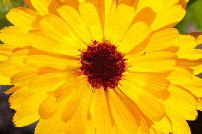 Marigold