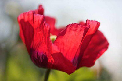 Poppy