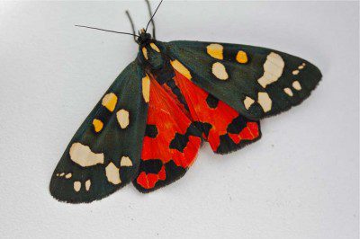 scarlet_tiger Scarlet Tiger Moth