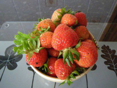 strawberries Fresh from the garden