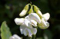 Sweet Pea