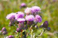 Thistle
