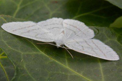 Common White Wave Moth