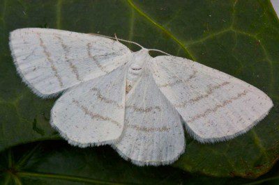 Common White Wave Moth