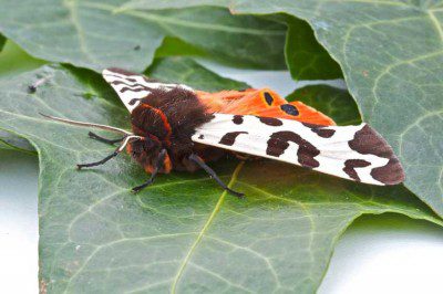 Garden Tiger Moth