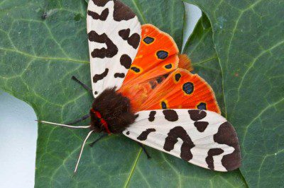 Garden Tiger Moth