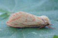 Ghost Moth