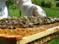 A Frame of Bees