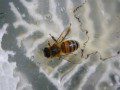 Honey Bee