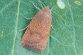 Least Yellow Underwing