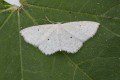 Lesser Cream Wave