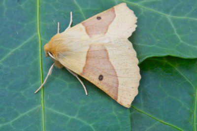 Scalloped Oak Moth
